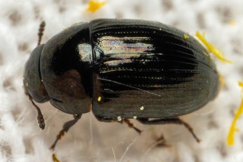 Réf. 321 847 : Tolyphus granulatus